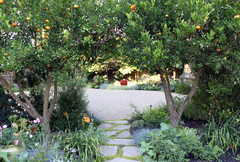 How You Can Rejuvenate Your Citrus Trees This Winter
