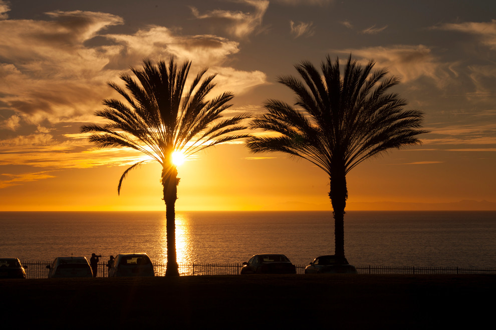 Sunset Palm, Semi-Gloss, 12"x8"
