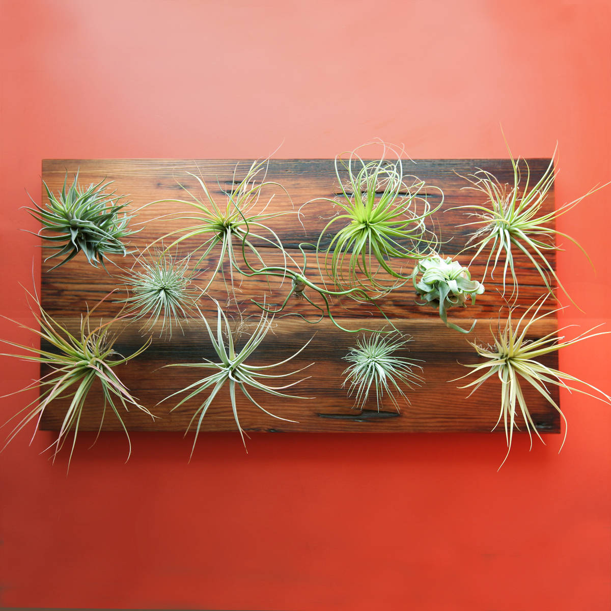 Dirt Optional: Amazing Air Plants for Wall or Tree