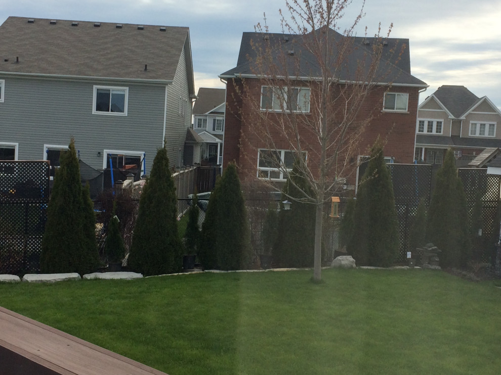 Planting between Mature Emerald Cedars