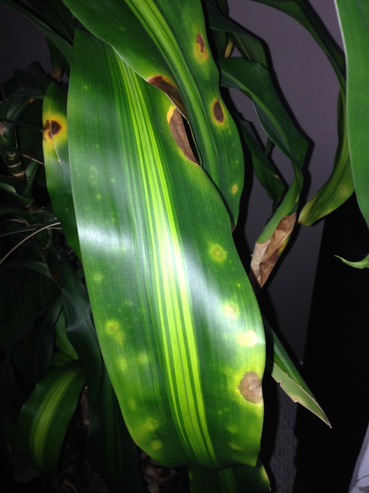 What's wrong with my Dracaena? | Houzz Forum