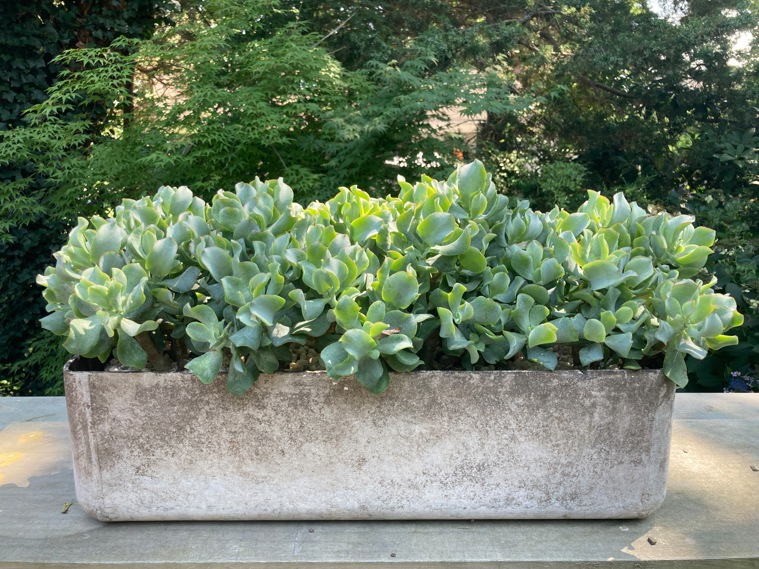 Spring and Summer Container Gardens