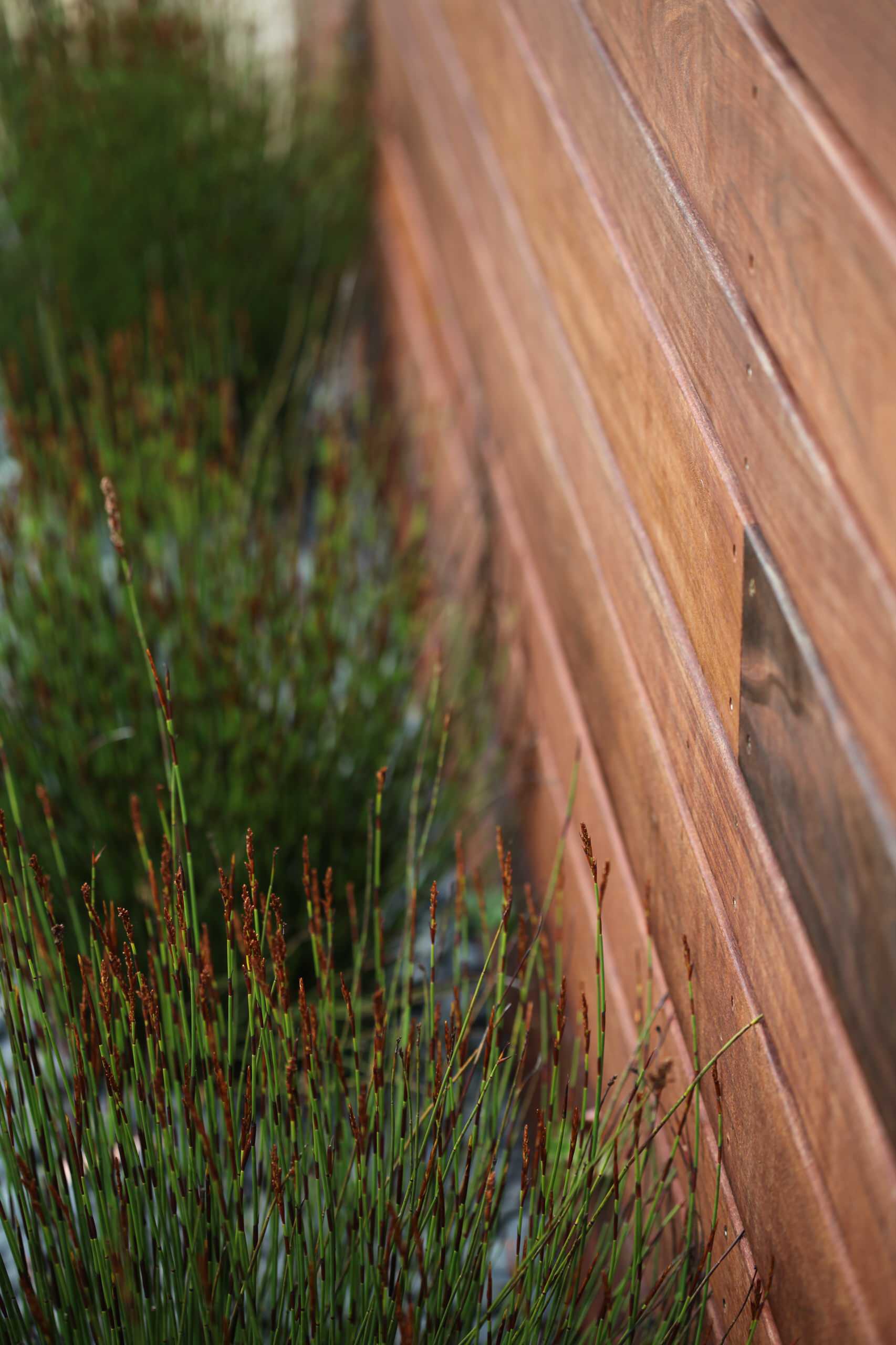 A Modern San Francisco Front Entry Garden