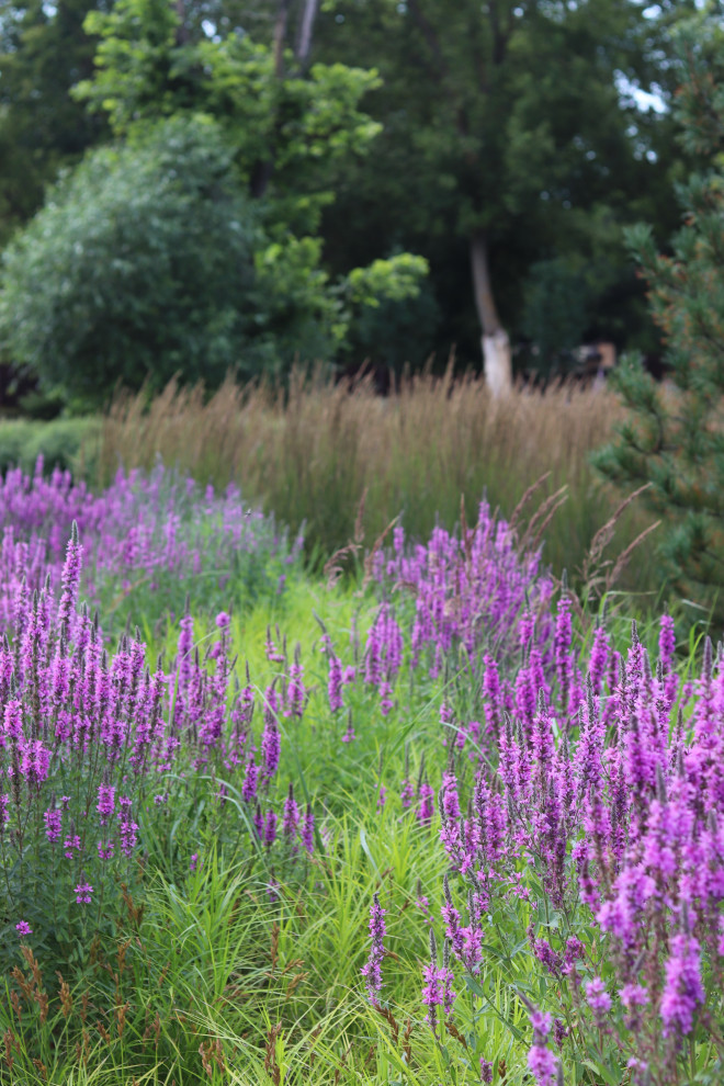 WB Берег пруда (май,июнь)