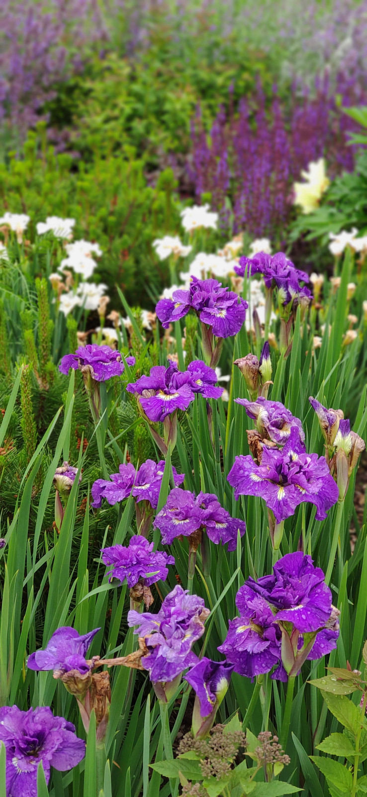 Проект "Волга"