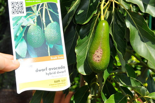 Avocado tree ID