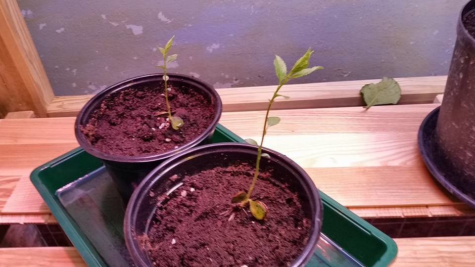 Apricot seedlings