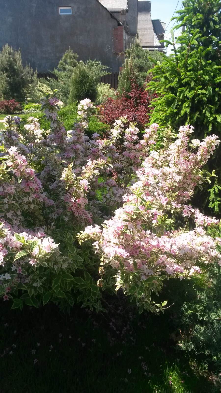 Вейгела пестролистная