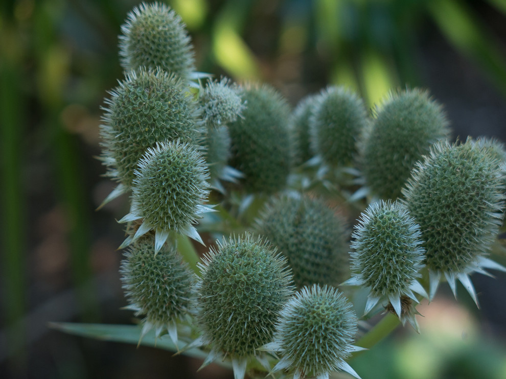 Design ideas for a mediterranean landscaping in Seattle.