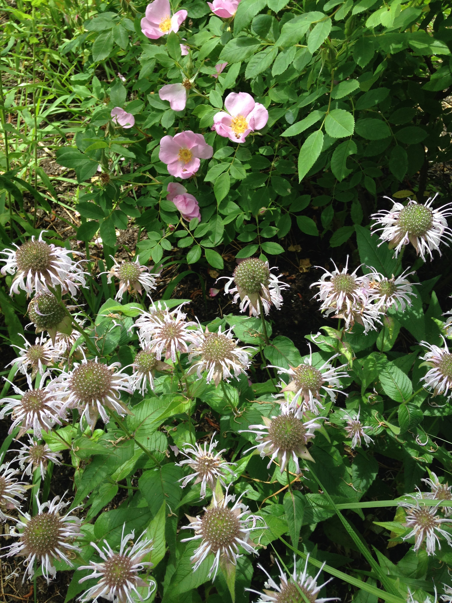 East Hampton, NY - Revegetation Design and Installation