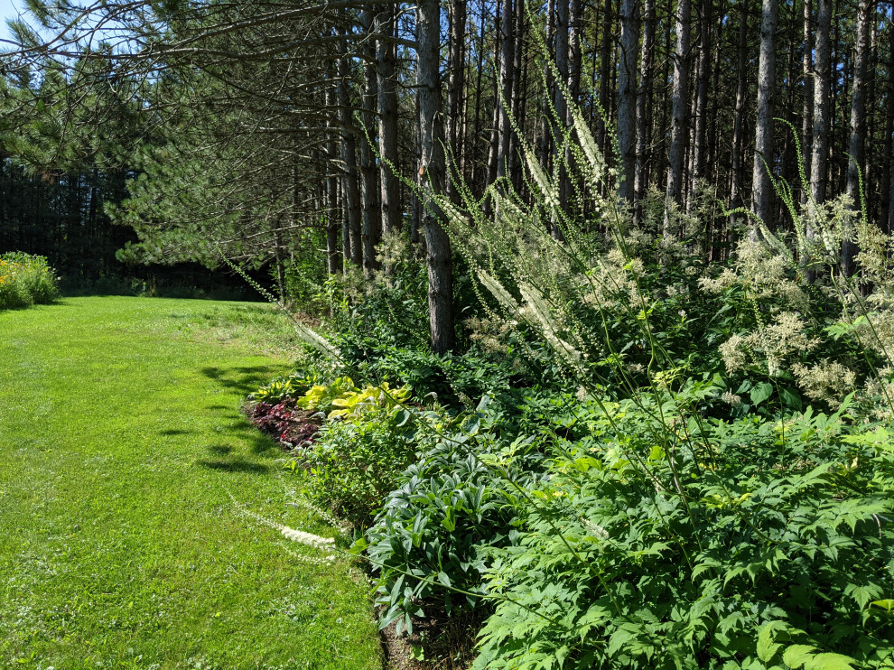 The flowers of Actaea racemosa are quite impressive The flowers of Actaea racemosa are quite impressive