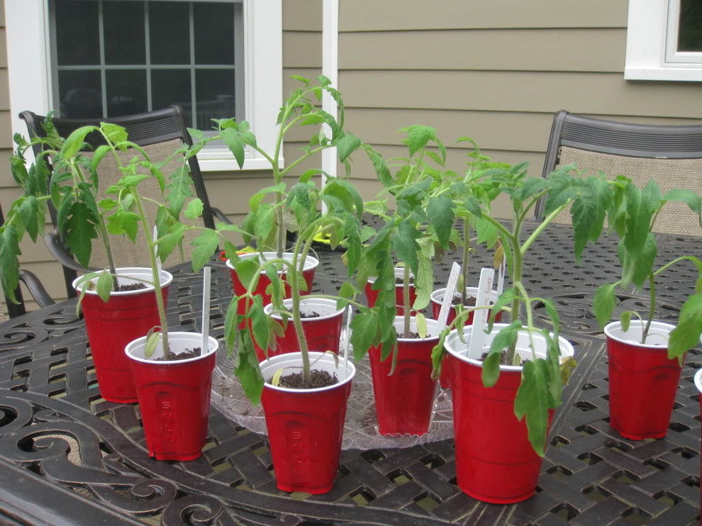 why do my plants go limp outside for hardening off? pics