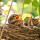 Last commented by A. goldfinch (zone 10a California)