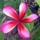 Last commented by Plumeria Guy 523