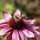 jeri_hohn