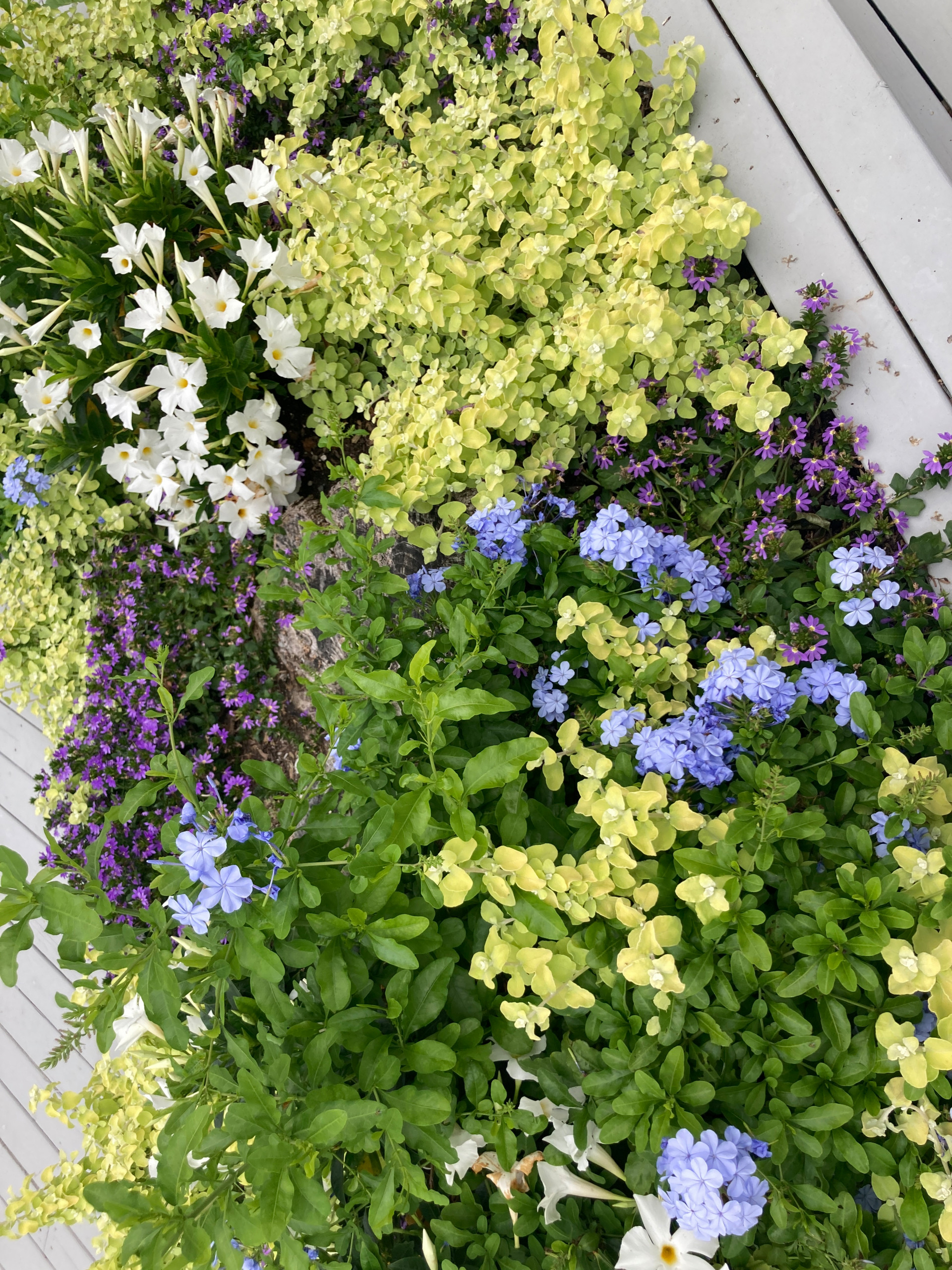Spring and Summer Container Gardens