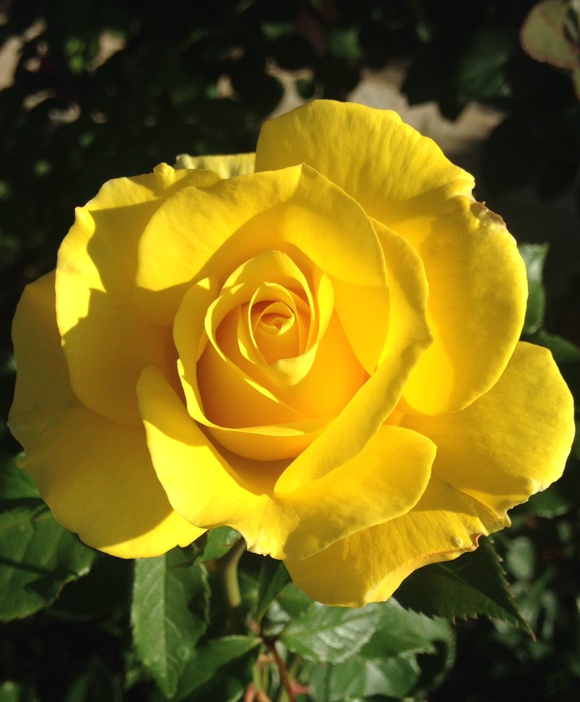 Fragrant roses by color YELLOW