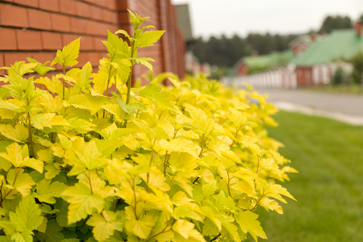 Новая Рига, Москва