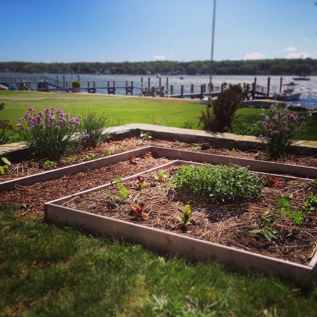 Raised Bed Vegetable Gardens contemporary-garden
