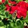 alys_esmond USDA 5b Toronto