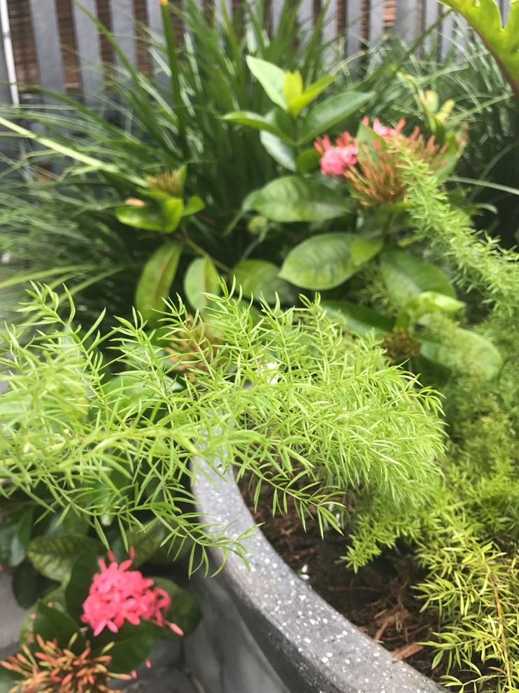 Photo of a mid-sized tropical front yard full sun garden in Brisbane.