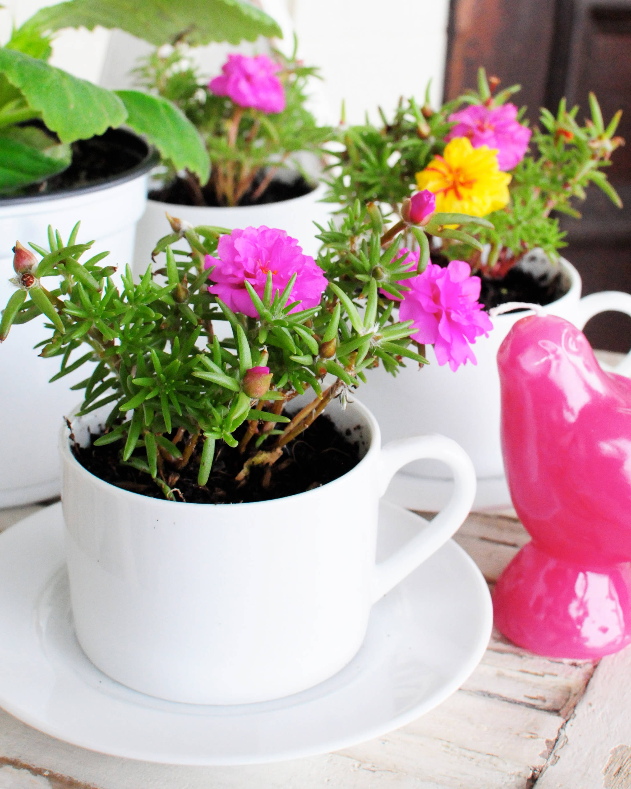 Craft: Turn Your Old Teacups Into Beautiful Planters | Houzz UK