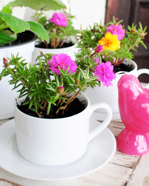 DIY：ティーカップで楽しむ観葉植物 | Houzz (ハウズ)
