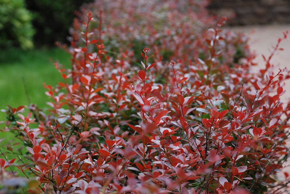 Небольшой сад на Рублевском шоссе