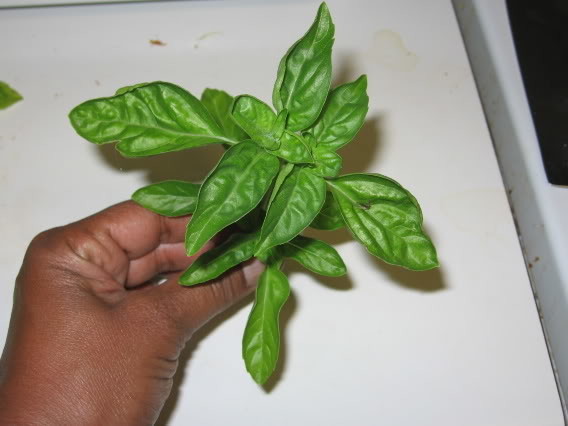 What s wrong with my basil