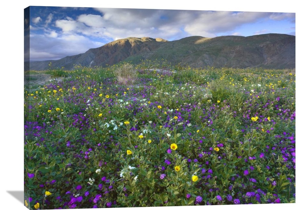 "Wildflowers Beneath Coyote Peak, Anza-Borrego Desert, California" Artwork