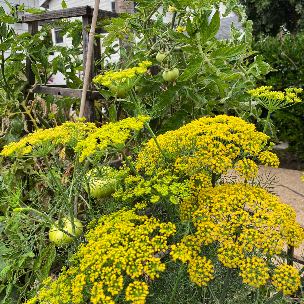 dill and tomato planted as companions