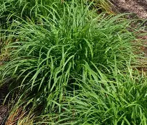 Favorite Plants