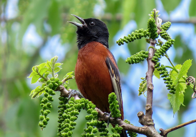 S.C. Baltimore Oriole Winter Survey and Great Backyard Bird Count set Feb.  12-15