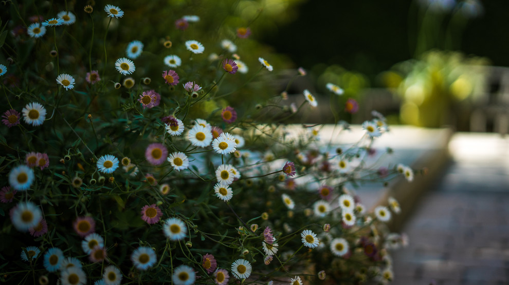 Petit jardin de campagne