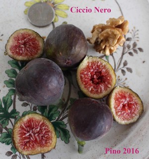 Ciccio Nero Ficus Carica fig