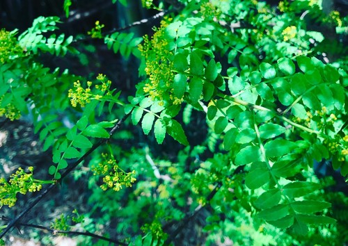 春の味覚 木の芽と筍の保存食を作ってみよう Houzz ハウズ