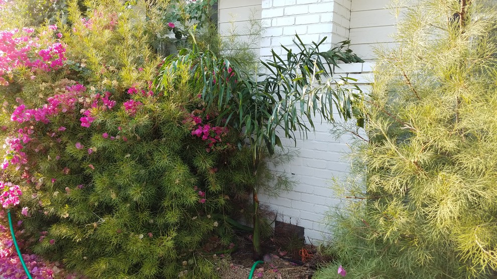 A couple of my palms zone 9b Fresno, CA