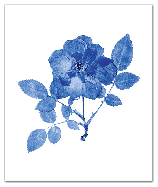 Pressed Blue Rose Set Separates Wall Art Contemporary Prints And