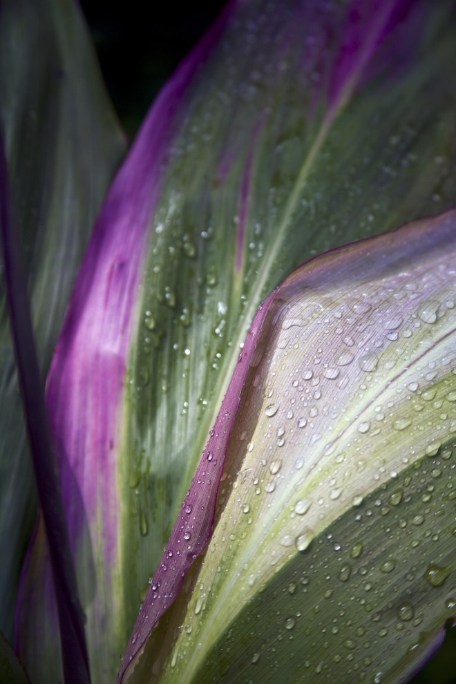 Close Up Of The Purple And Green Leaves Of A Tropical Plant Covered In Water Dro