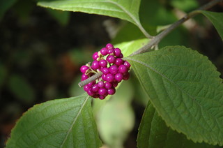 10 Beautiful Native Plants to Enliven Winter Gardens (10 photos)