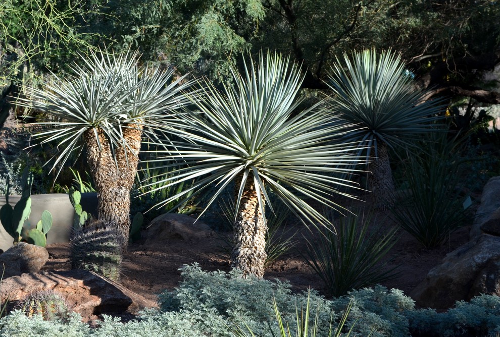 Southwestern Plants - Southwestern - Landscape - Phoenix - by Noelle ...