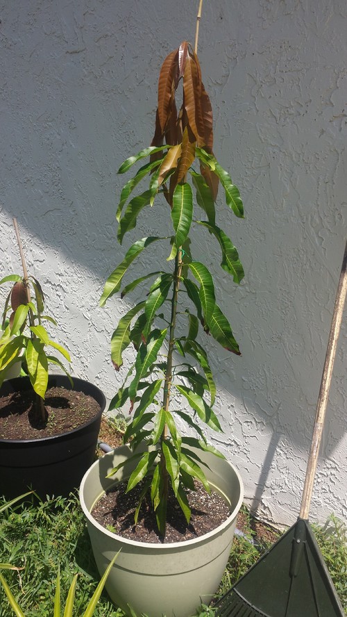 Growing a container Mango Tree