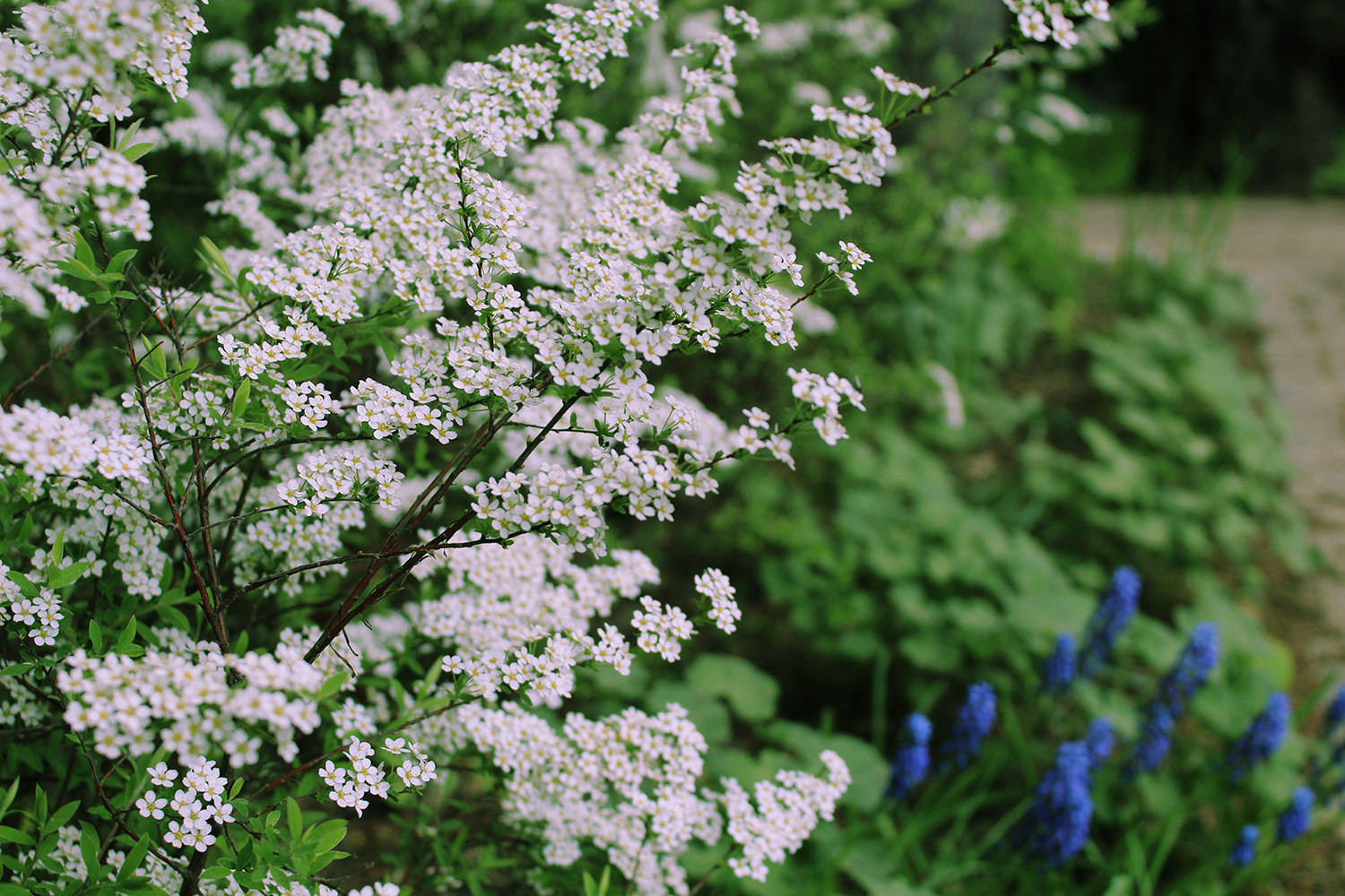 Генеральские дачи