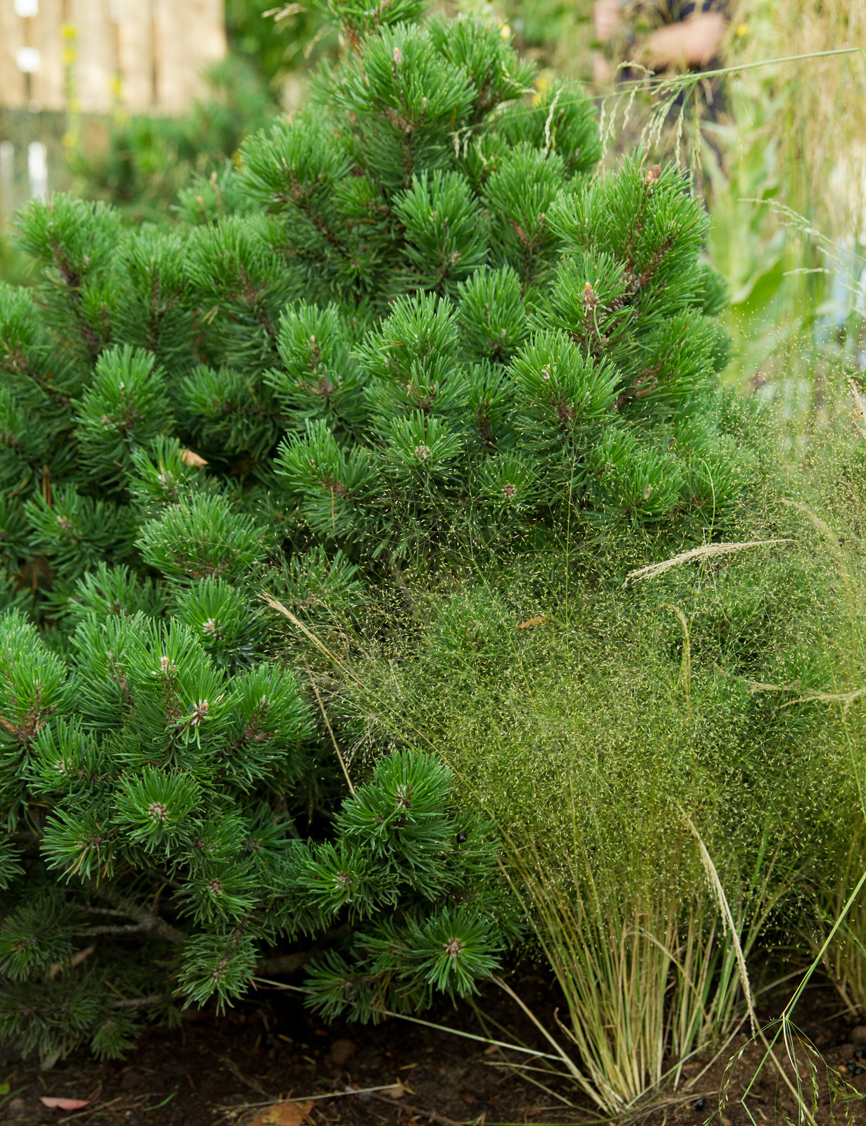 Сад   James Alexander-Sinclair  на Moscow Flower Show 2018  (вне  конкрса)
