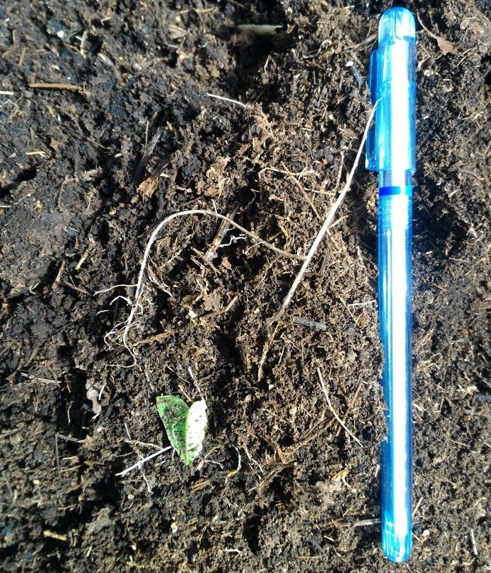 Bindweed root pieces in compost?