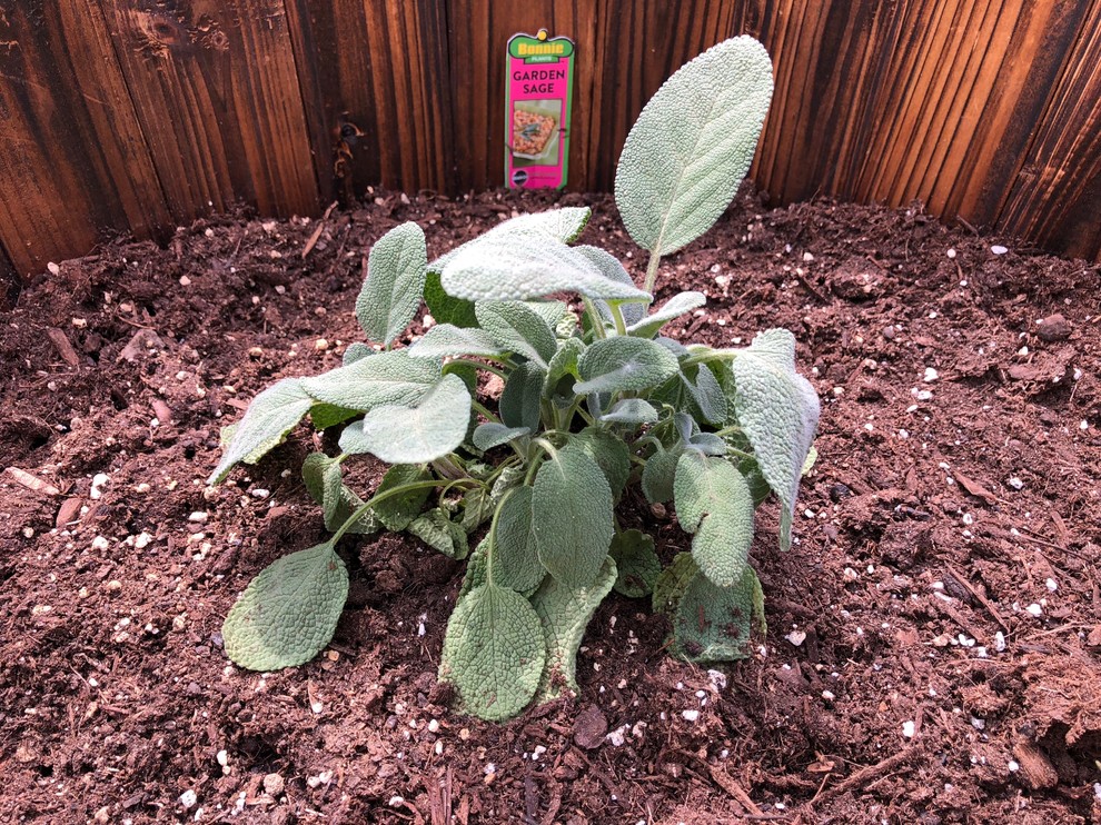 Garden Sage Drooping Help