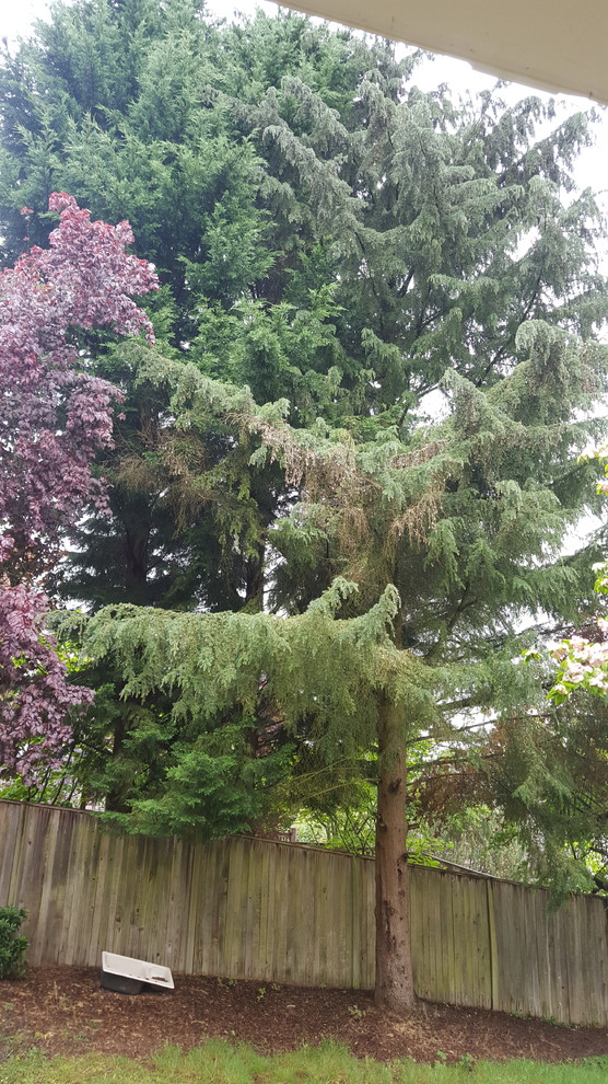 HELP Is my hemlock dying?