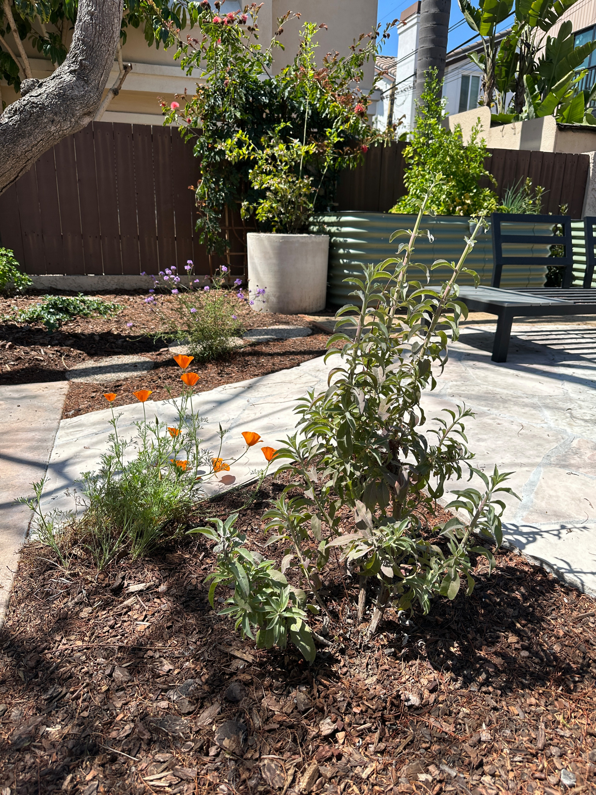 A Condo's Peaceful Front Yard Respite