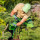 Coventry Tree pruning