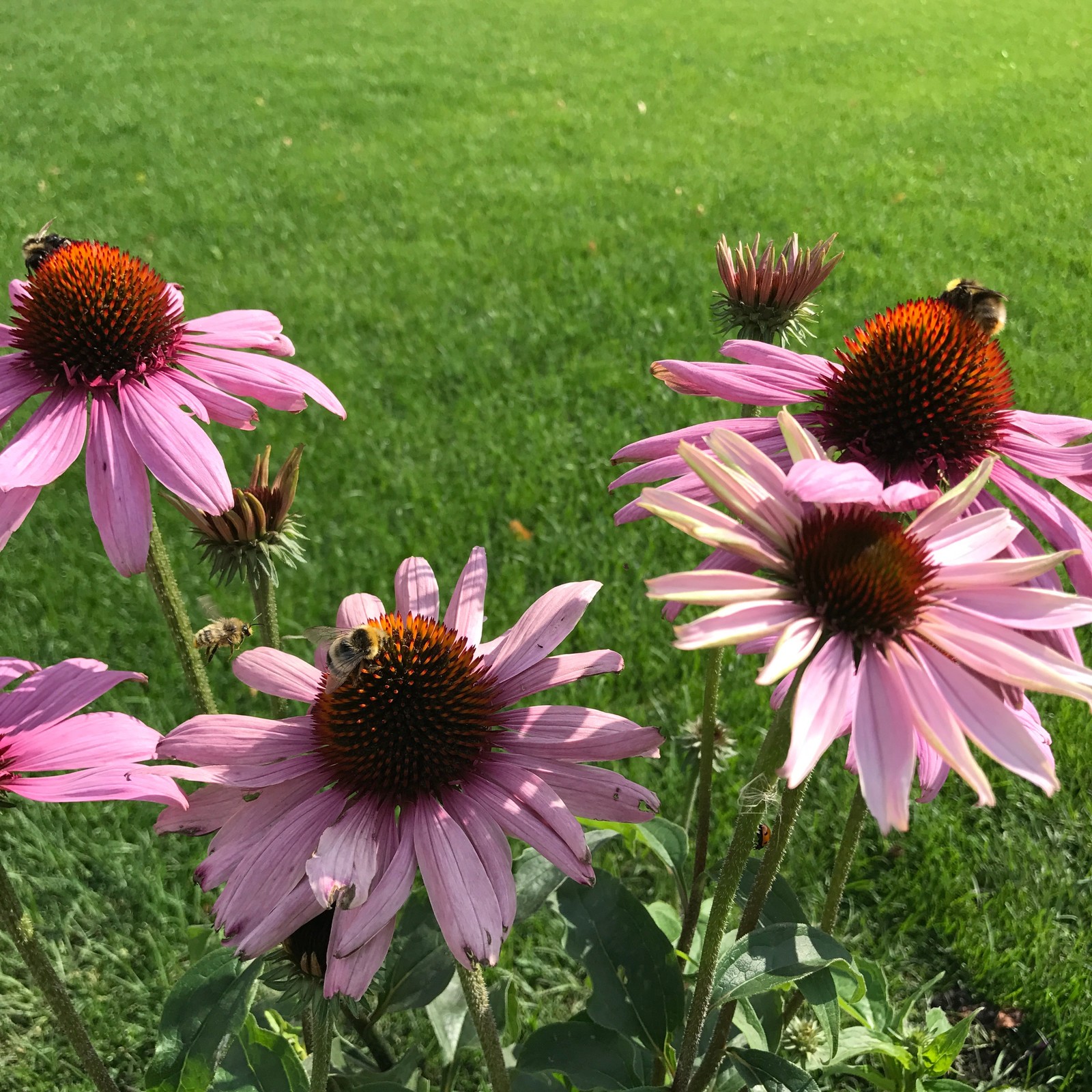 Малинки Виладж